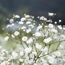 Load image into Gallery viewer, SEED FAVORS | BABY'S BREATH Bushel &amp; Peck Paper
